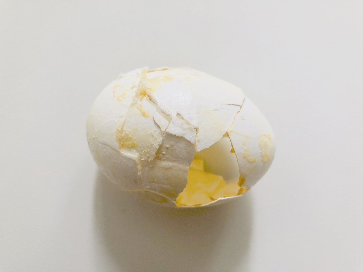 paw_heather_sincavage_egg paw_heather_sincavage_egg