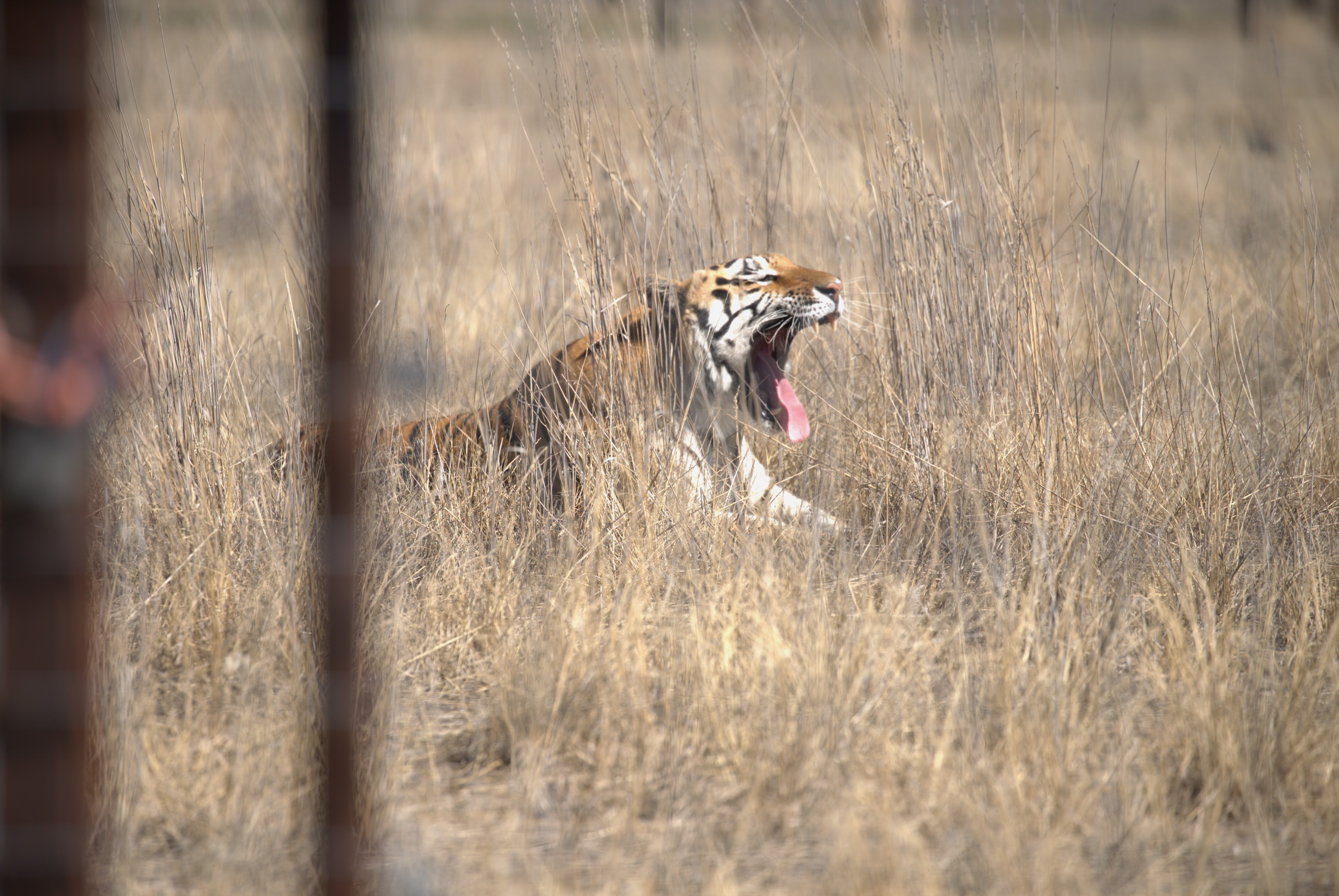 WAS_Tiger A tiger in a field