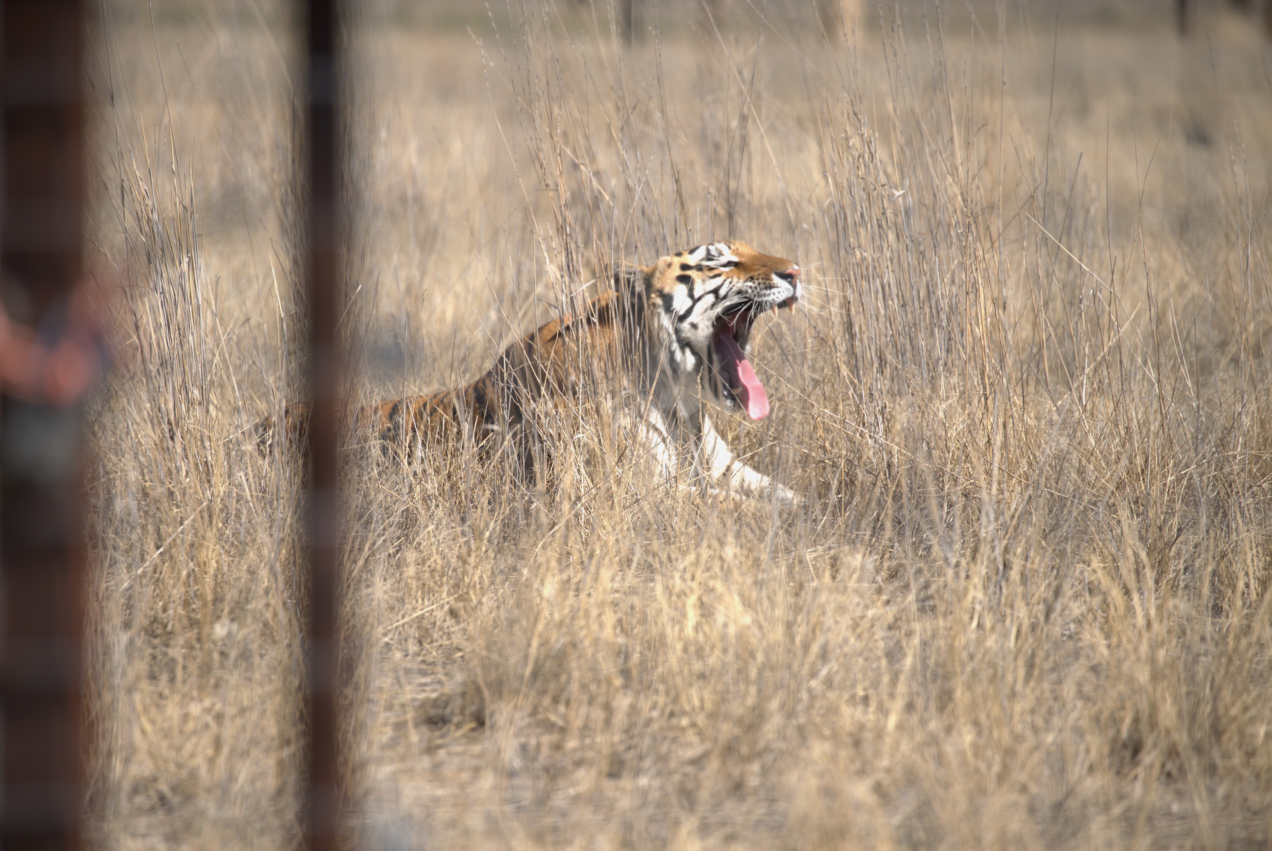 A tiger in a field